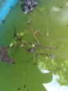 Psyllobora vigintiduopunctata