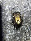 Cetonia aurata