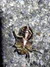 Cetonia aurata