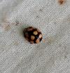 Adalia decempunctata