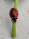 Coccinella septempunctata
