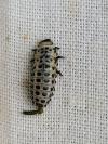 Chrysomela vigintipunctata