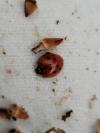 Harmonia axyridis
