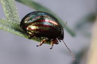 Chrysolina americana