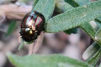 Chrysolina americana