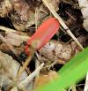 Pyrochroa coccinea
