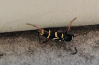 Clytus arietis