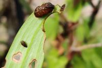 Lilioceris lilii