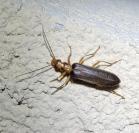 Nacerdes carniolica