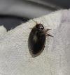 Rhantus suturalis