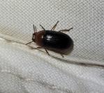 Neomida haemorrhoidalis
