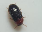 Neomida haemorrhoidalis