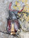 Lucanus cervus