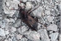 Nicrophorus humator