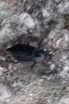 Nicrophorus humator