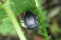 Phosphuga atrata