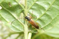 Alosterna tabacicolor