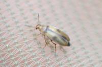 Anaspis maculata