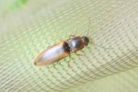 Dalopius marginatus