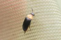 Mordellochroa abdominalis