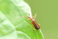 Obrium brunneum