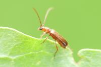 Obrium brunneum