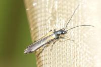 Oedemera pthysica