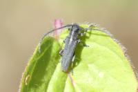 Phytoecia nigricornis