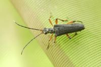 Stenocorus meridianus