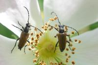 Stictoleptura maculicornis