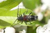 Anaglyptus mysticus