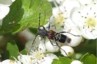 Anaglyptus mysticus