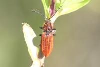 Anostirus purpureus
