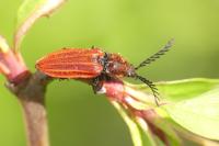Anostirus purpureus