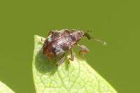 Anthonomus pedicularius