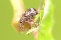 Anthonomus pedicularius
