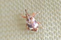 Anthonomus pedicularius