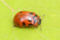 Gonioctena decemnotata