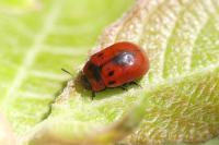 Gonioctena viminalis