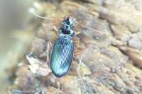 Leistus rufomarginatus