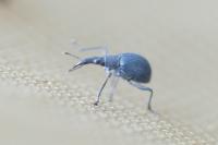 Oxystoma ochropus