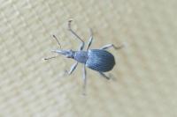 Oxystoma ochropus
