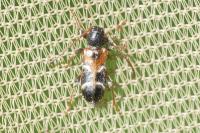 Poecilium alni