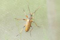 Stenocorus meridianus