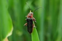 Cantharis rustica