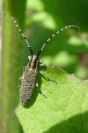 Agapanthia villosoviridescens