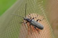 Cantharis pulicaria