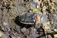 Oiceoptoma thoracicum