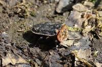 Oiceoptoma thoracicum