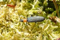 Ischnomera sanguinicollis